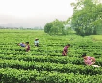 湖南省康多利油脂有限公司,油茶種植生產(chǎn)加工銷(xiāo)售,植物油種植生產(chǎn)加工銷(xiāo)售 湖南省康多利油脂有限公司,油茶種植生產(chǎn)加工銷(xiāo)售,植物油種植生產(chǎn)加工銷(xiāo)售