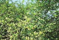 湖南省康多利油脂有限公司,油茶種植生產(chǎn)加工銷(xiāo)售,植物油種植生產(chǎn)加工銷(xiāo)售 湖南省康多利油脂有限公司,油茶種植生產(chǎn)加工銷(xiāo)售,植物油種植生產(chǎn)加工銷(xiāo)售